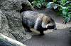 ueno_zoo_6320_mini.jpg