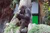 ueno_zoo_6384_mini.jpg