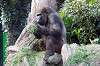 ueno_zoo_6387_mini.jpg