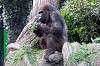 ueno_zoo_6389_mini.jpg