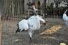 ueno_zoo_7119_mini.jpg