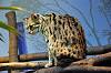 ueno_zoo_7213_mini.jpg