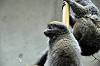 ueno_zoo_7359_mini.jpg