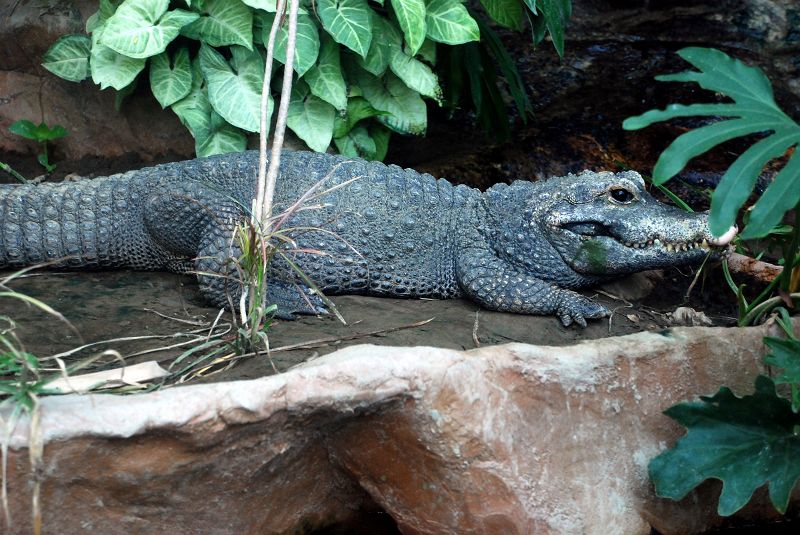 上野動物園西園 は虫類館 ニシアフリカコガタワニ ワニ目 クロコダイル科 写真no Ueno Zoo 6169