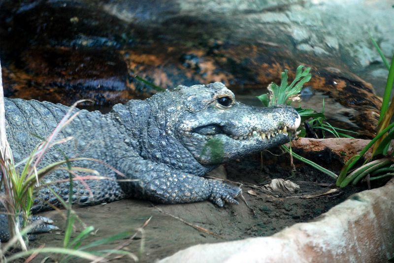 ä¸Šé‡Žå‹•ç‰©åœ'è¥¿åœ' ã¯è™«é¡žé¤¨ ãƒ‹ã‚·ã‚¢ãƒ•ãƒªã‚«ã‚³ã‚¬ã‚¿ãƒ¯ãƒ‹ ãƒ¯ãƒ‹ç›® ã‚¯ãƒ­ã‚³ãƒ€ã‚¤ãƒ«ç§' å†™çœŸno Ueno Zoo 6170