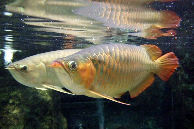 上野動物園西園 は虫類館 アジアアロワナ アロワナ目 アロワナ科 写真no Ueno Zoo 6348