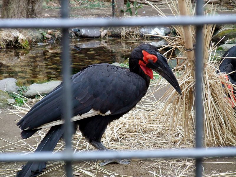 上野動物園西園 ミナミジサイチョウ（ブッポウソウ目サイ ...