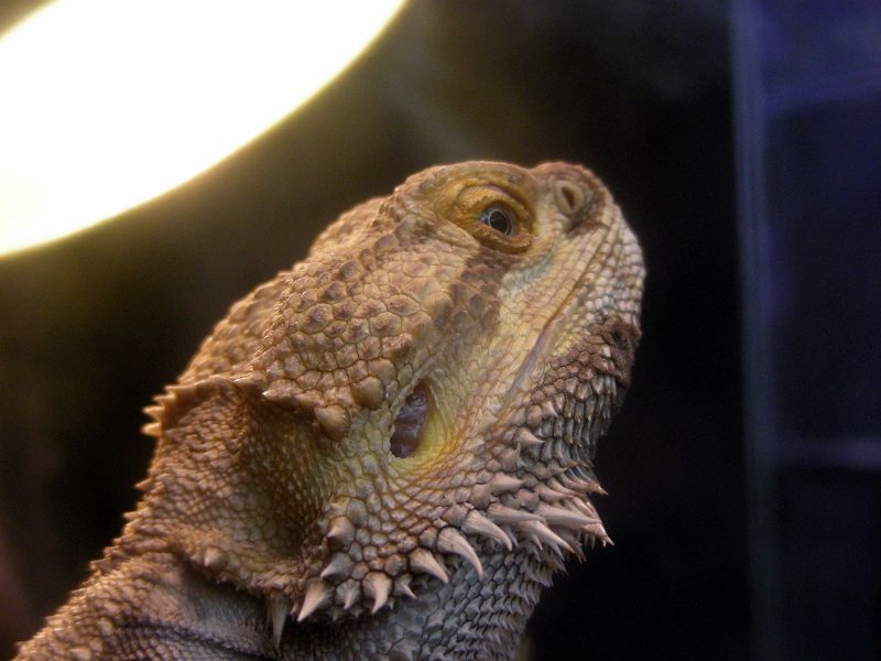 上野動物園西園は虫類館 フトアゴヒゲトカゲ（有鱗目 アガマ科） 写真No.ueno_zoo_6600 - Ueno Zoo 6600