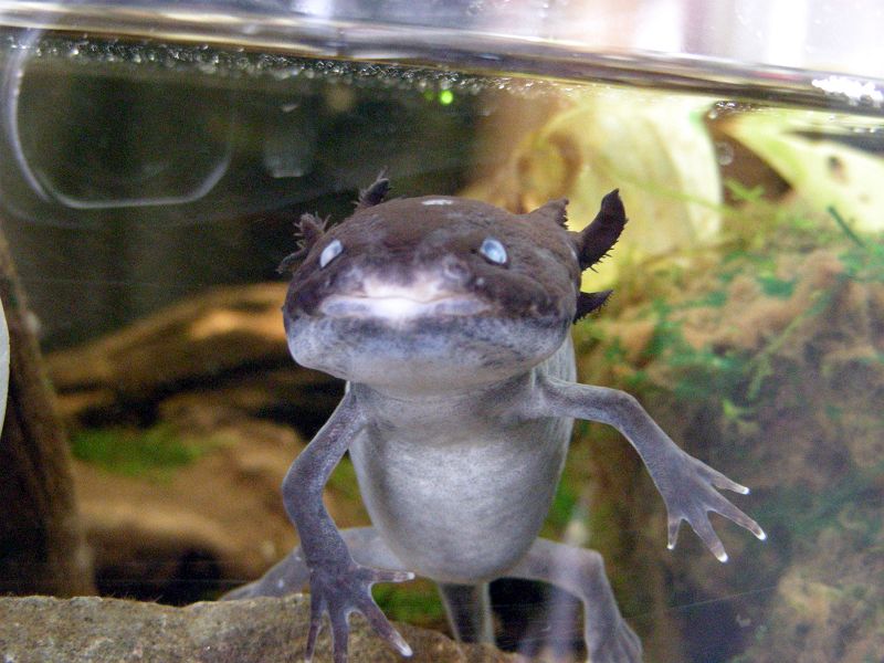 上野動物園西園は虫類館 メキシコサラマンダー 有尾目トラフサンショウウオ科 写真no Ueno Zoo 6605