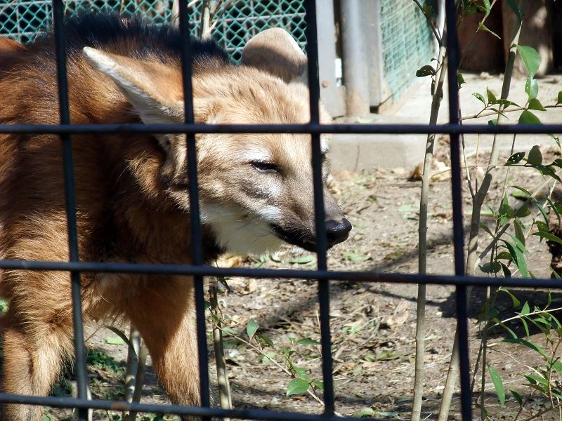 上野動物園西園 タテガミオオカミ 食肉目 イヌ科 写真no Ueno Zoo 6673