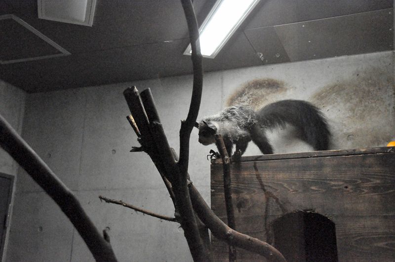 上野動物園西園アイアイのすむ森 アイアイ 霊長目 アイアイ科 写真no Ueno Zoo 69