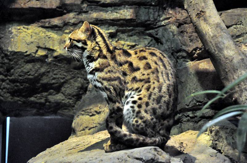 上野動物園東園 夜の森 ベンガルヤマネコ 食肉目 ネコ科 写真no Ueno Zoo 74