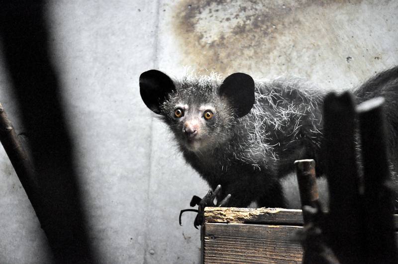 上野動物園西園 アイアイの住む森 アイアイ 霊長目 アイアイ科 写真no Ueno Zoo 7246