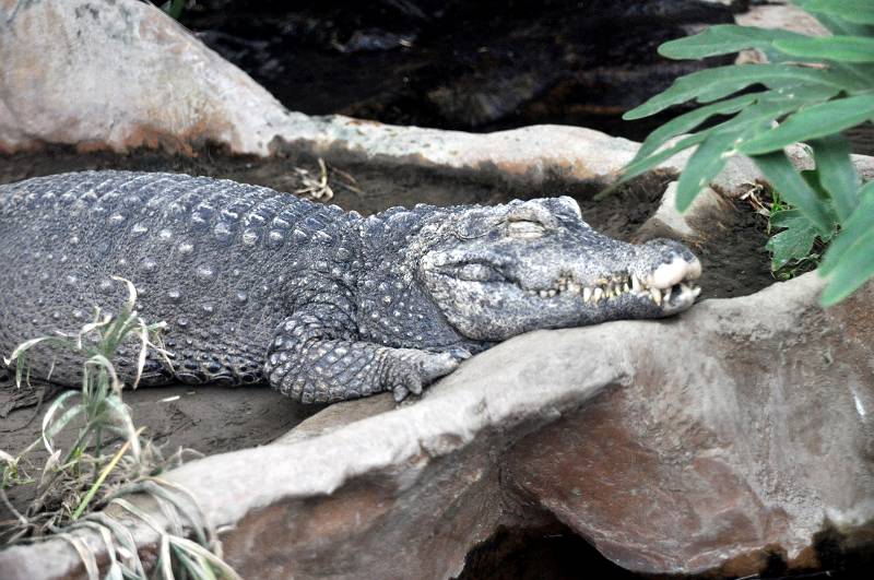 上野動物園西園 爬虫類館 ニシアフリカコガタワニ ワニ目 クロコダイル科 写真no Ueno Zoo 7390