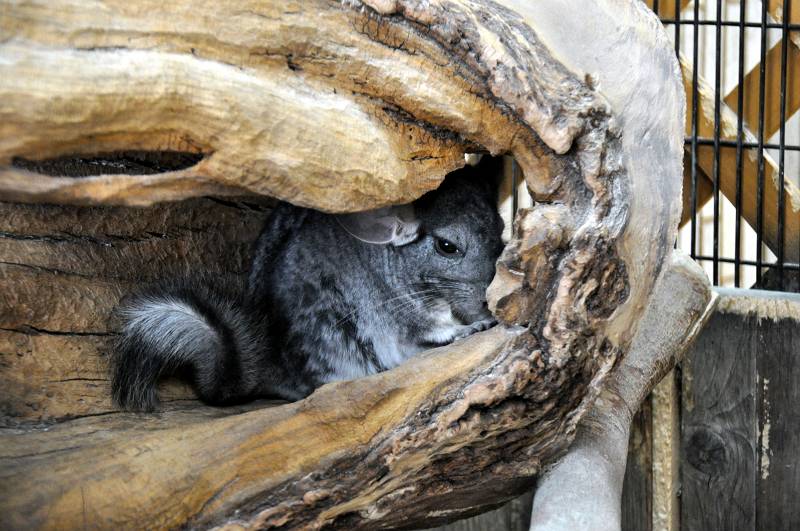 上野動物園西園 小獣館 チンチラ 齧歯目 げっしもく チンチラ科 写真no Ueno Zoo 7401