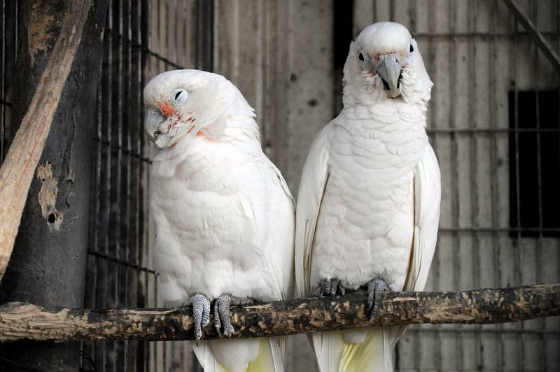 川崎市夢見ヶ崎動物公園 シロビタイムジオウム オウム目 インコ科 写真no Yumemigasaki 1634