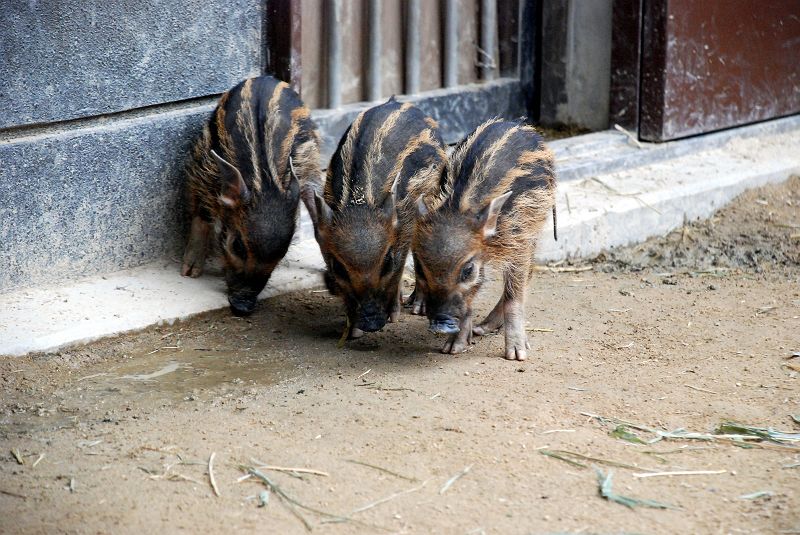 よこはま動物園 ズーラシア アカカワイノシシの子供 ウリボウ 偶蹄目 イノシシ科 写真no Zoorasia 5094