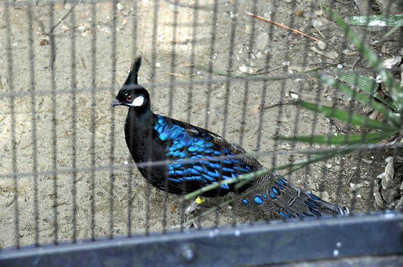 よこはま動物園 ズーラシア パラワンコクジャク キジ目 キジ科 写真no Zoorasia 6965